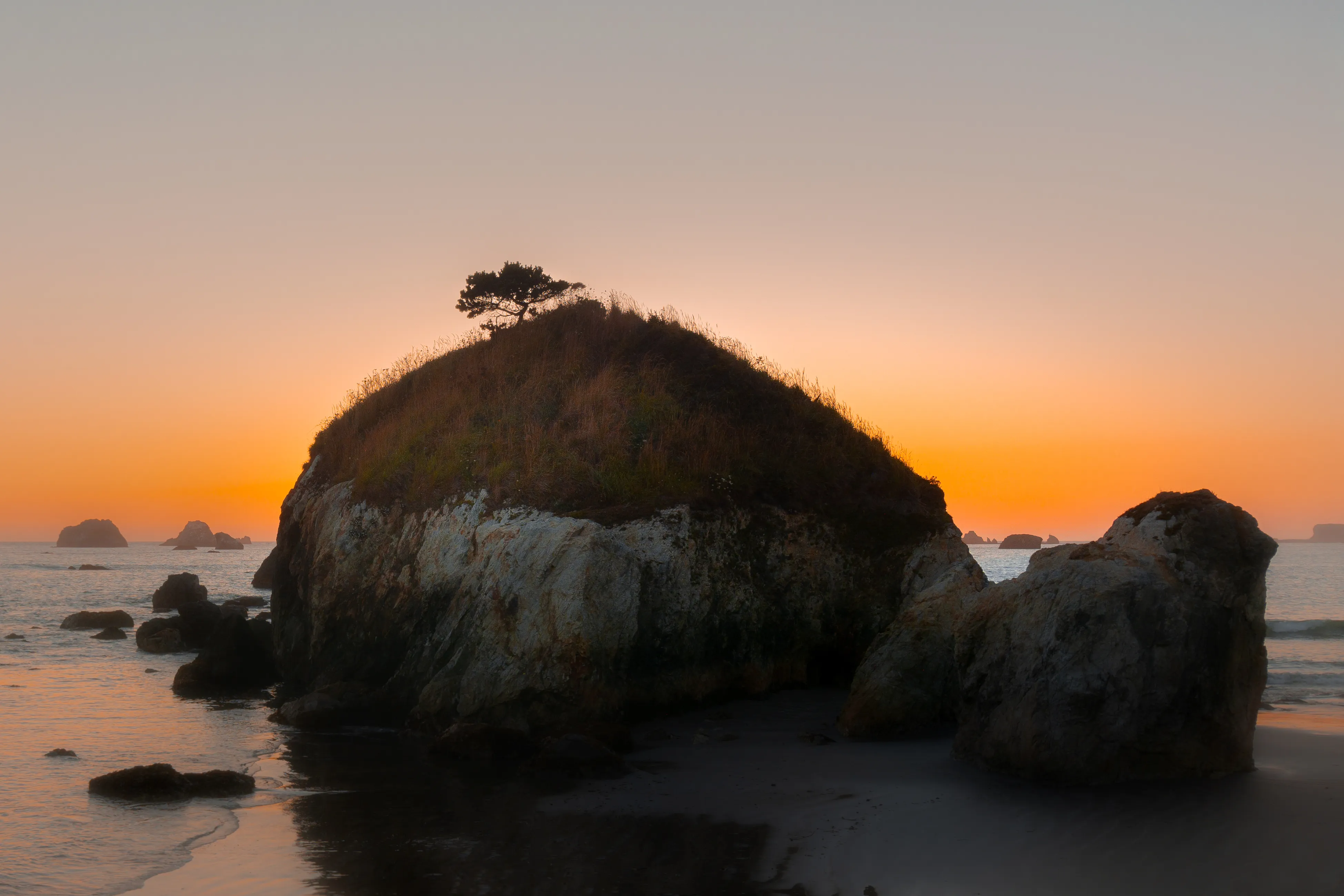 A lone wind-shaped tree rooted atop a sea stack at sunset
